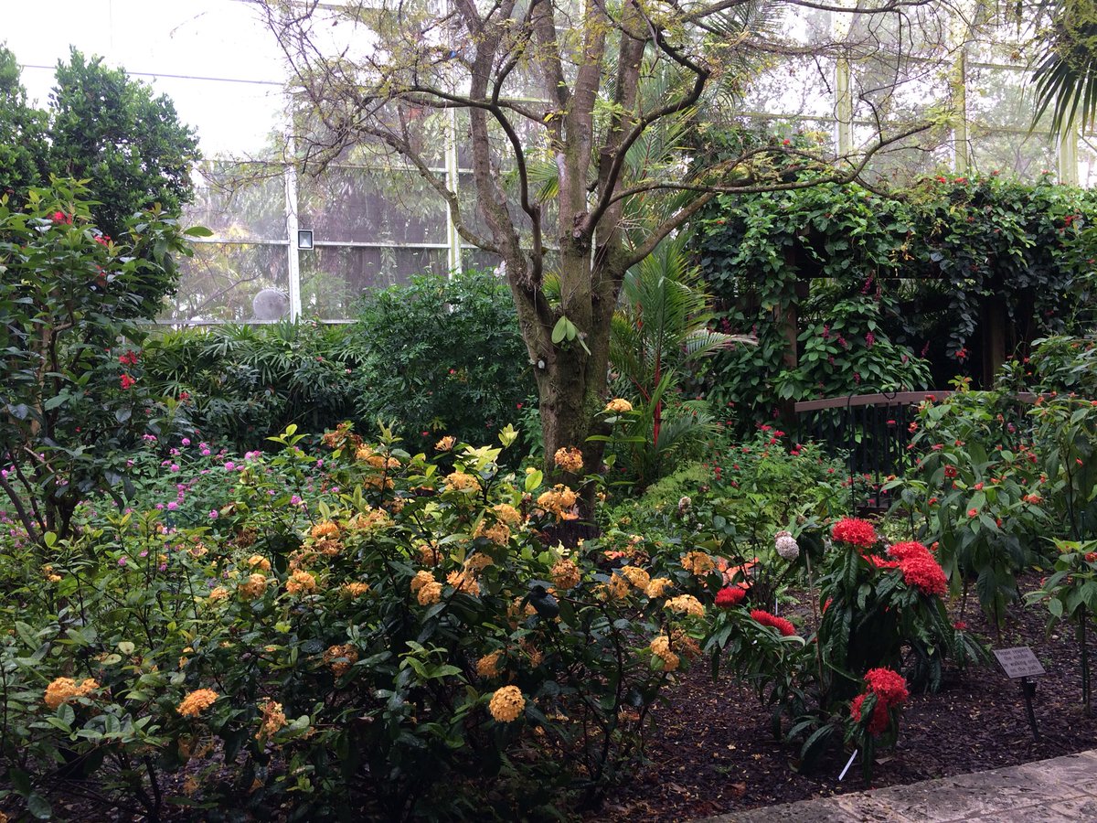 wingsoftropics's tweet photo. Bring your mother to a delicious lunch today at the Glasshouse Cafe and dine under a Chihuly chandelier while you enjoy the view of the Wings of Tropics! https://t.co/4PkB6WpUSs