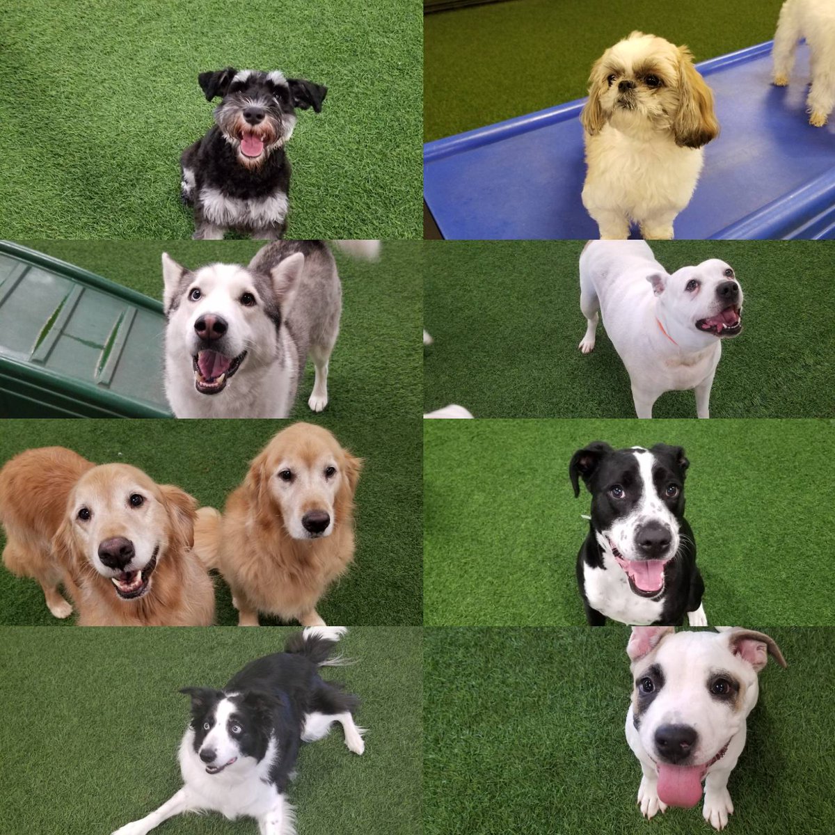 petparadiseATL's tweet image. Happy Mothers Day to all the pet moms out there, because pets are family too! #mothersday #petparadiseatl #dogsfordays #petresort