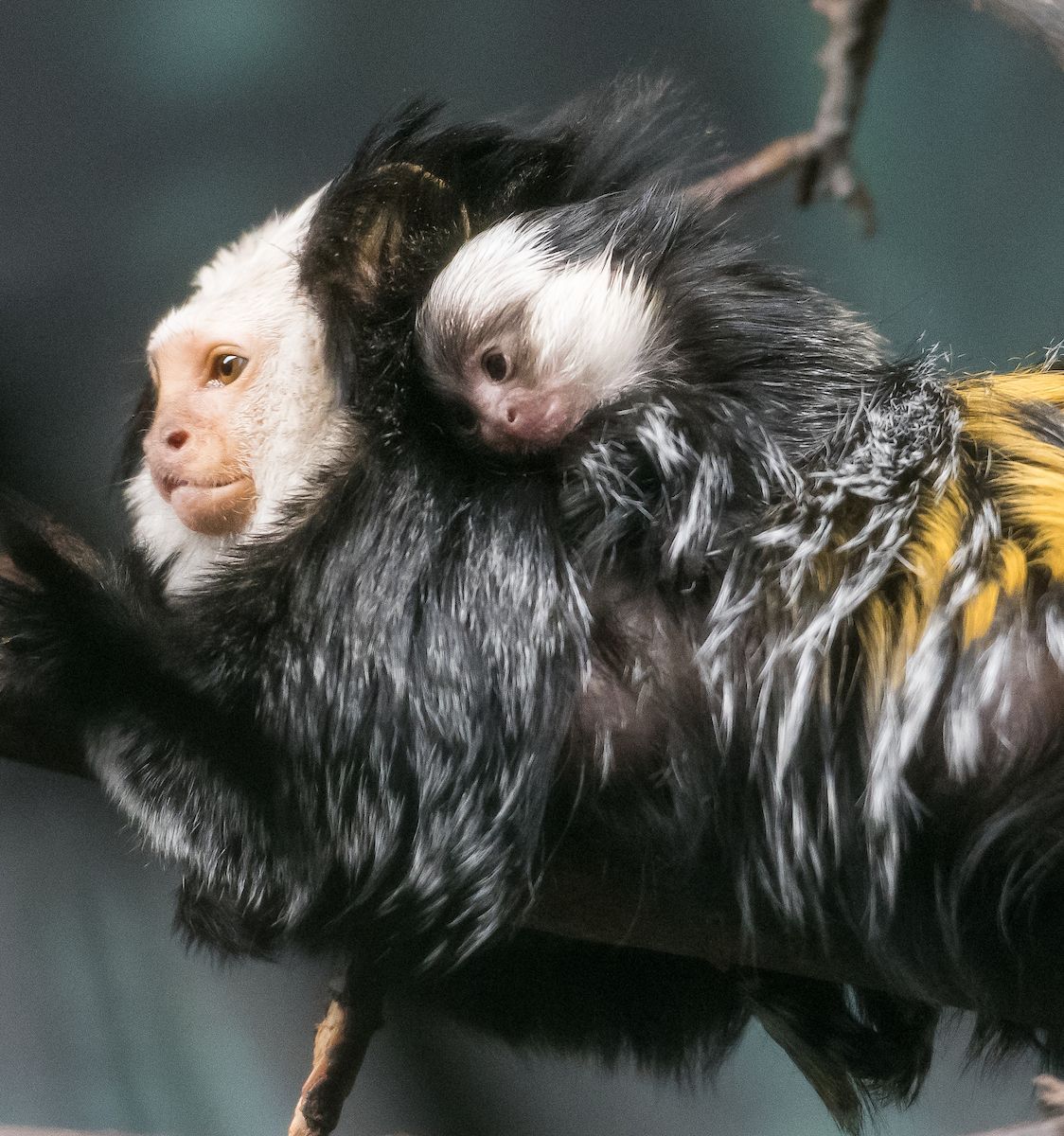Happy #MothersDay! We’ve got some new moms! Recently welcomed; a white-fronted marmoset born April 8, &amp; 2 pied tamarins born April 30. Both families can be seen in the The RainForest. Learn more about babies through the <a href="/UHRainbowBabies/">UH Rainbow Babies</a> Zoo Babies Program bit.ly/2IyEPDA