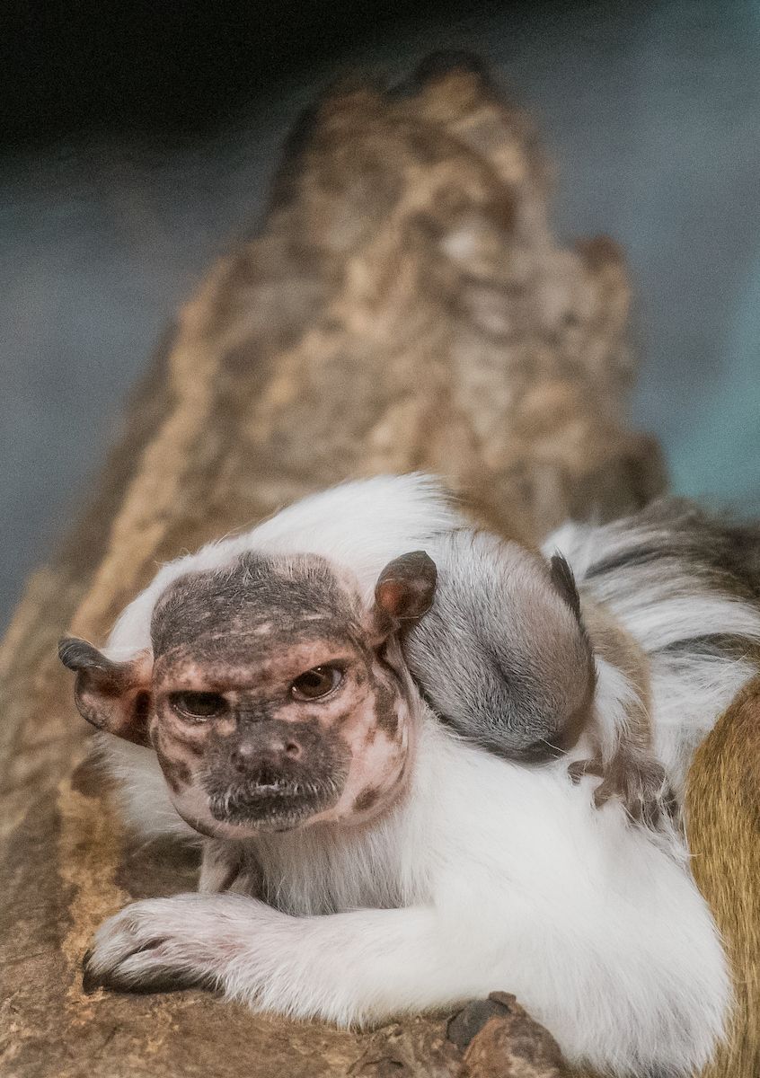 Cleveland Metroparks Zoo tweet media