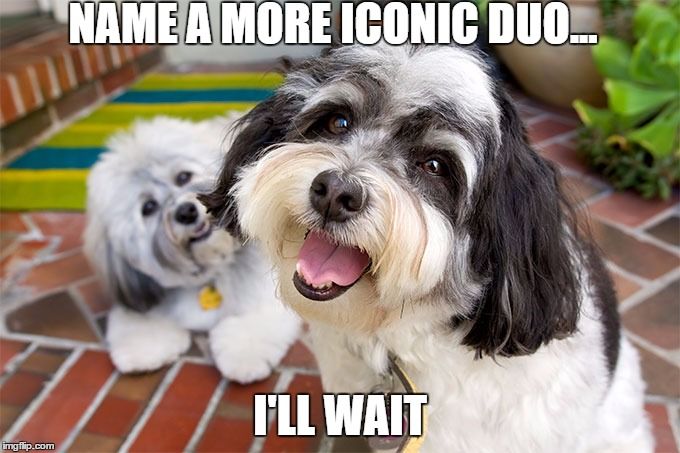 RoyalFlushHavs's tweet photo. We bet you can't! #RoyalFlushHavanese #doglovers #haveAhavanese #puppiesforsale https://t.co/F8fBcJiQEV