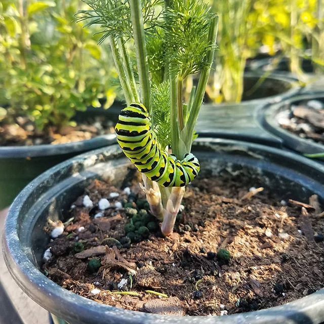 HouseOfMedsSF's tweet photo. 🦋🐛🦋
.
.
#Butterfly #BlackSwallowTail https://t.co/VG0vVMNLSi https://t.co/nk5Y7D99PY