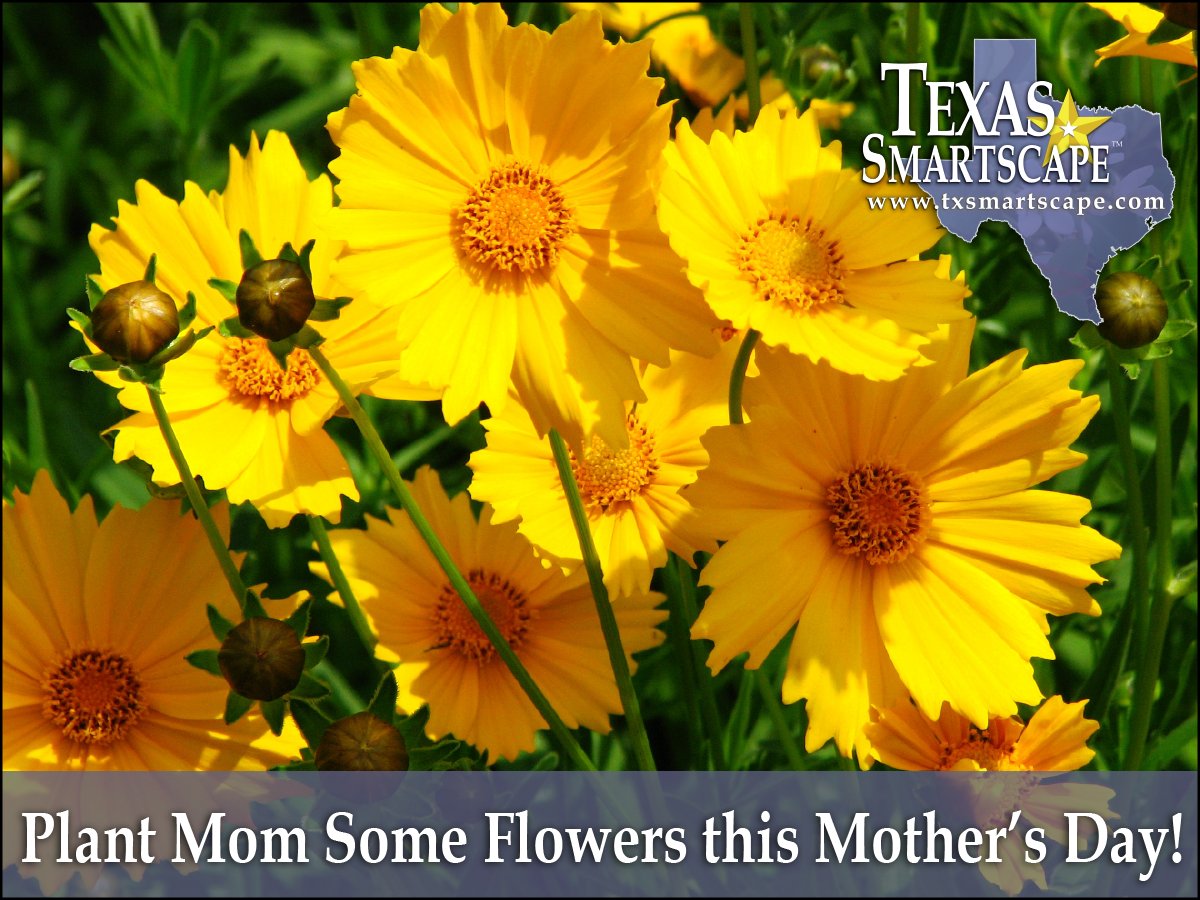 KeepRowlett's tweet photo. Mother’s Day
Flowers for #MothersDay are old hat. Give mom a #TXSmartScape plant for a present that will last with little upkeep. Check out https://t.co/DqjHLMCMtY for plants that will thrive in mom’s North Texas lawn! https://t.co/O7AkqlBqp2