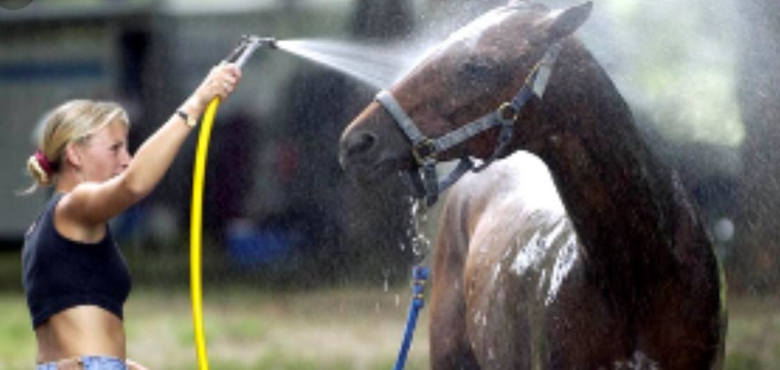 CuginoDelDitino's tweet photo. Find the differences. #Be polite #LeftLost #Horses https://t.co/yqZXbSO652