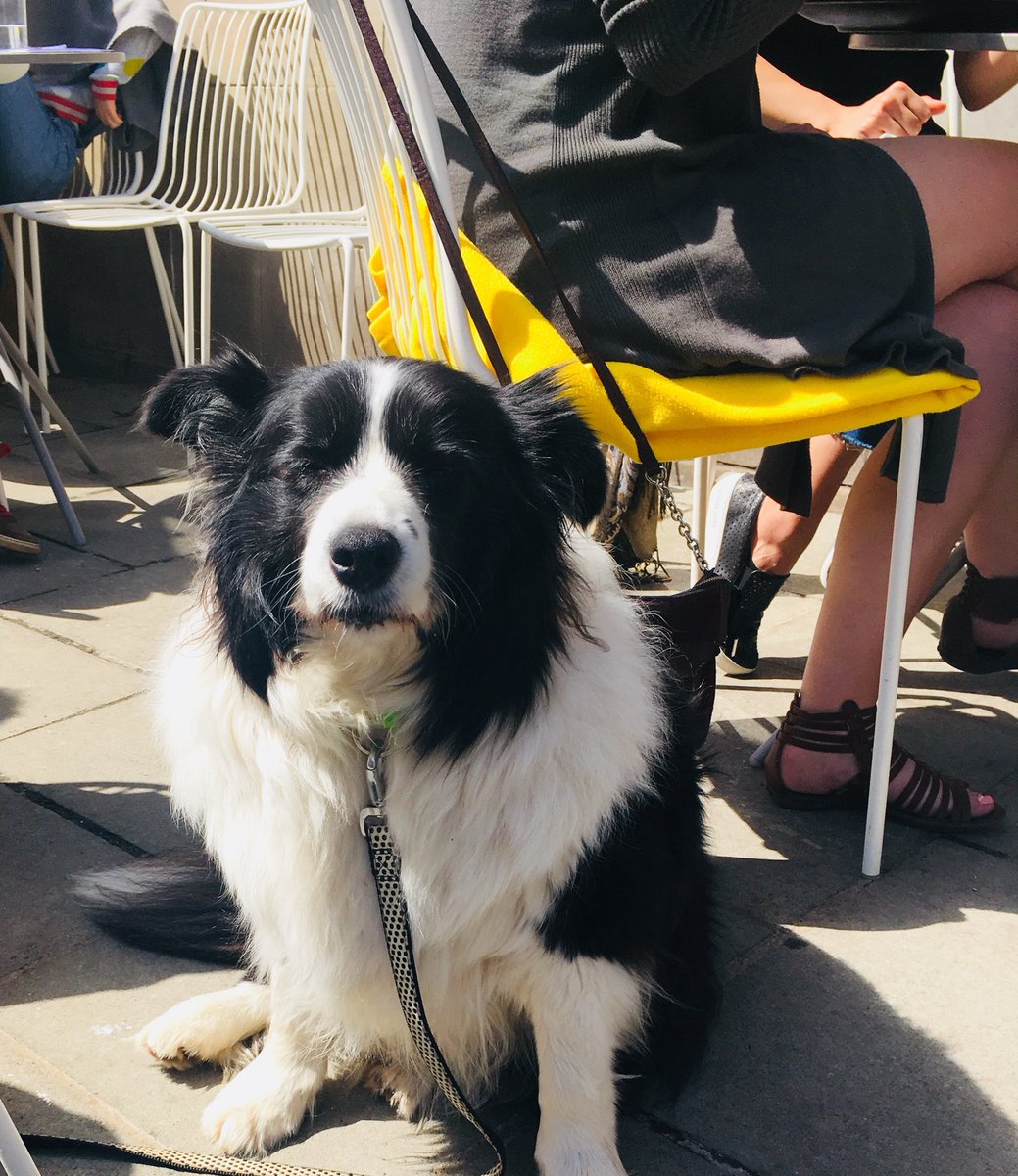 honeycombandco's tweet photo. We are on a sunny corner in Bruntsfield. @honeycombandco is family friendly, bee friendly @planbeeltd & doggie friendly !!!!#makeabeelineforbruntsfield #pet #petfriendly #bordercollie #pugsofinstagram #puglife #petfriendlycafe #poochlove #familyovereverything #familyfriendly https://t.co/A6leRSS1rL