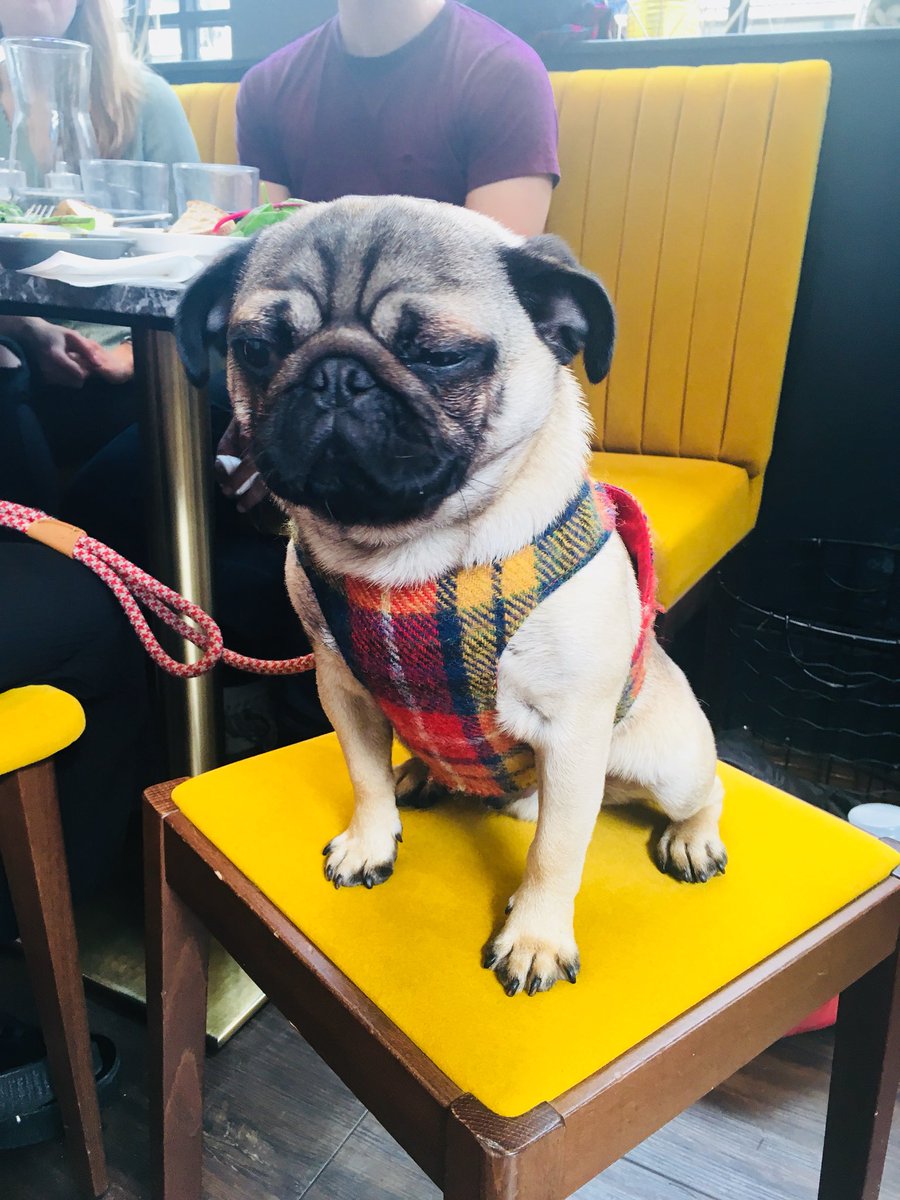 honeycombandco's tweet photo. We are on a sunny corner in Bruntsfield. @honeycombandco is family friendly, bee friendly @planbeeltd & doggie friendly !!!!#makeabeelineforbruntsfield #pet #petfriendly #bordercollie #pugsofinstagram #puglife #petfriendlycafe #poochlove #familyovereverything #familyfriendly https://t.co/A6leRSS1rL