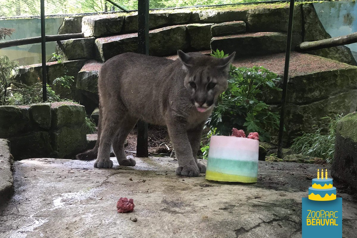 petit puma