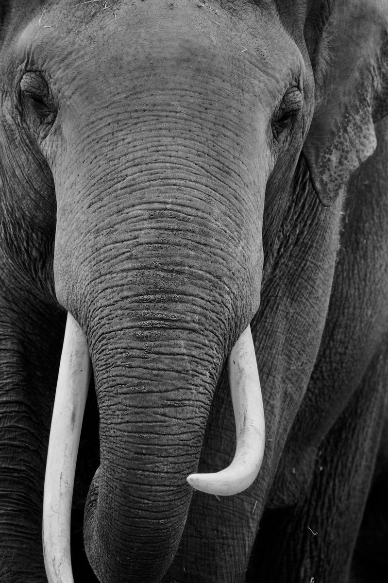 JacquesSplint's tweet image. Op safari, op de fiets naar Dierenrijk Nuenen @Dierenrijk