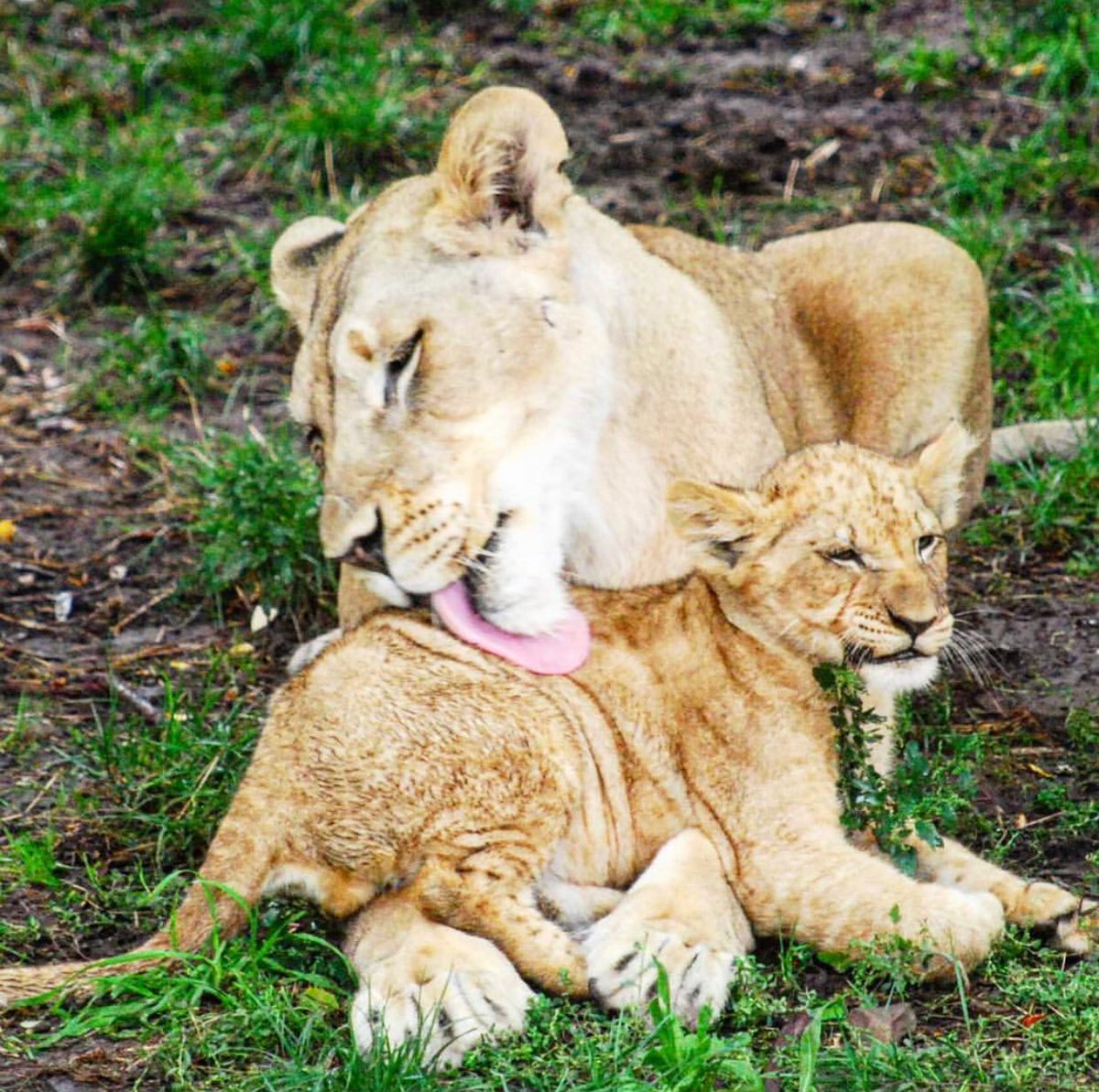 VisitBuffalo_'s tweet photo. Happy #MothersDay to the ones who always have our backs!
#TravelBUF photo by @buffalozoo. https://t.co/7NXbM3oR66