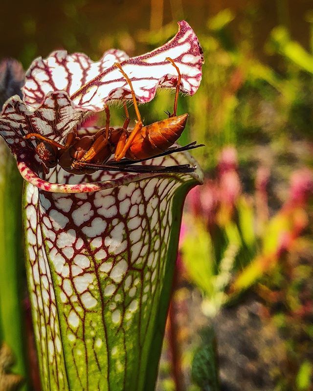 botanicalgarden's tweet photo. Don’t slip! A #RedPaperWasp, #Polistes so visiting a #Sarracenia leucophylla pitcher for the nectar that attracts its insect prey.... #carnivorousplants #native #pitcherplant #fabulousfoliage #modifiedleaves #variegation #plantadaptations #amazingplants #natureinthegarden #g… https://t.co/vJ0DECSP4D