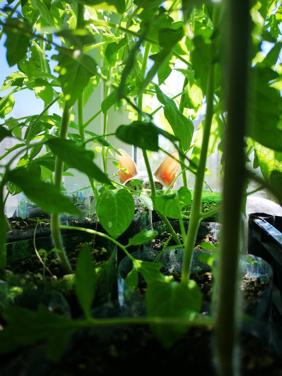 kontrastboy's tweet image. На всех подоконниках страны) #садовод #огород #HuaweiP20pro