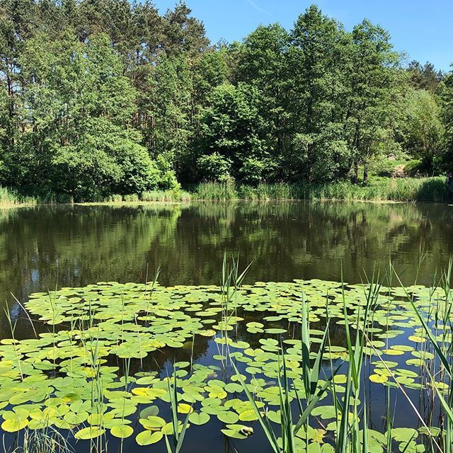 albertoz1st's tweet photo. Prawie jak #mazury a to tylko #Poznan #Morasko #kampusmorasko #staw #piknik #takawiosnetojalubie #nofilter https://t.co/hXQJkVURa1 https://t.co/Us4RzIMb2F