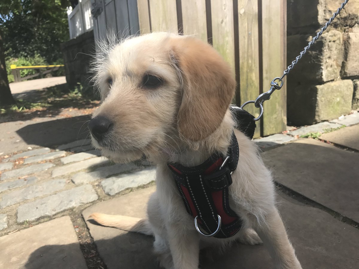 CancerCareLocal's tweet photo. What a lovely day we're having at #BarkinthePark @WilliamsonPark @Lanesvets @animalcarelancs https://t.co/2ROCLUdqRT