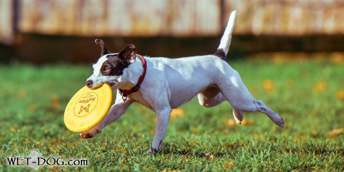 Научить собаку фрисби. Круглый диск который кидают собакам. Научить собаку фрисби. Фрисби, мячи для собак. Фрисби для собак.