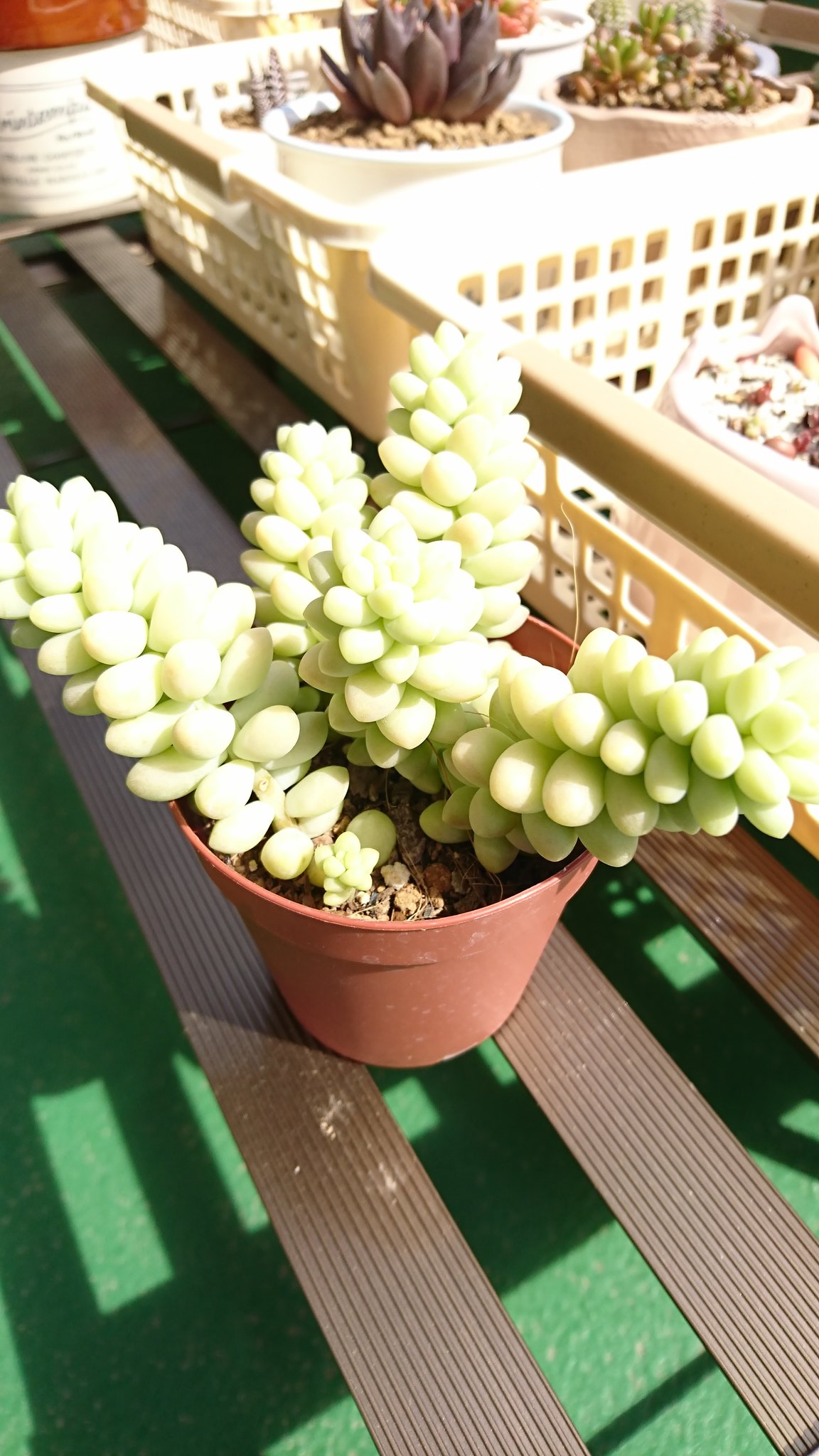 多肉植物4 Twitter