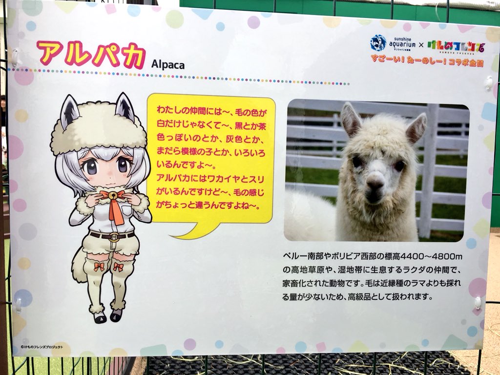 シシオウ もふもふ広場にて アルパカさん 途中から毛の色が違いますね このタイプは初めて見ました 当然触り心地は最高でした サンシャイン水族館 もふもふ広場 アルパカ ワカイヤ