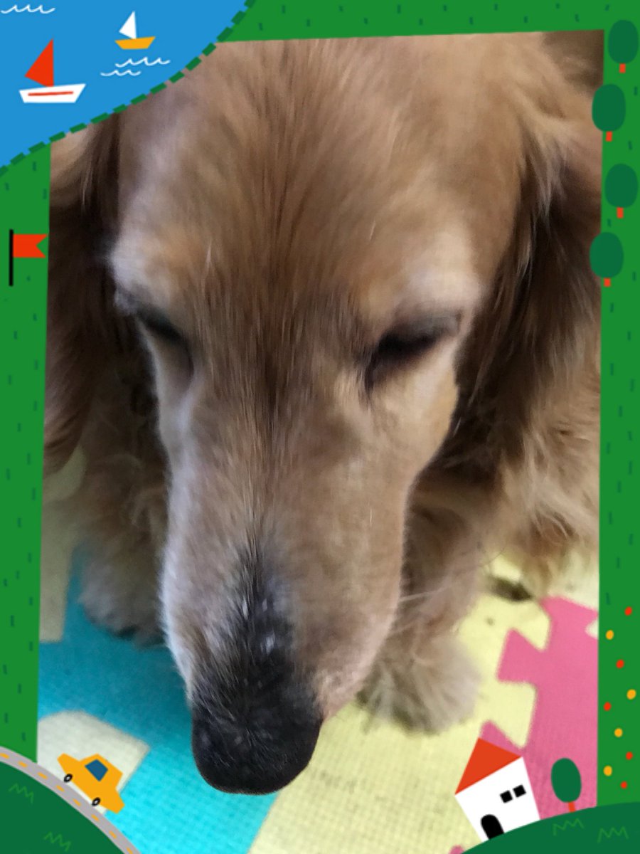 まみ子 犬も年をとると白髪になったり毛が薄くなったりします 若いときは鼻の先しか見えなかったけど 黒い部分ってけっこう長いんだな まみ子 犬も年をとると白髪になったり毛が薄くなったりします 若いときは鼻の先しか見えなかったけど 黒い部分ってけっこう長いんだな