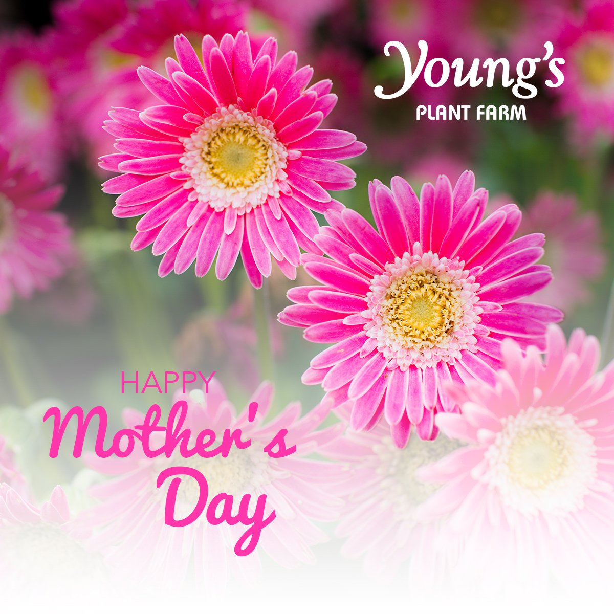 "A mother is like a flower, each one beautiful and unique." Sending love, happiness and gratitude to every #mother today. Happy #MothersDay from #YoungsPlantFarm!