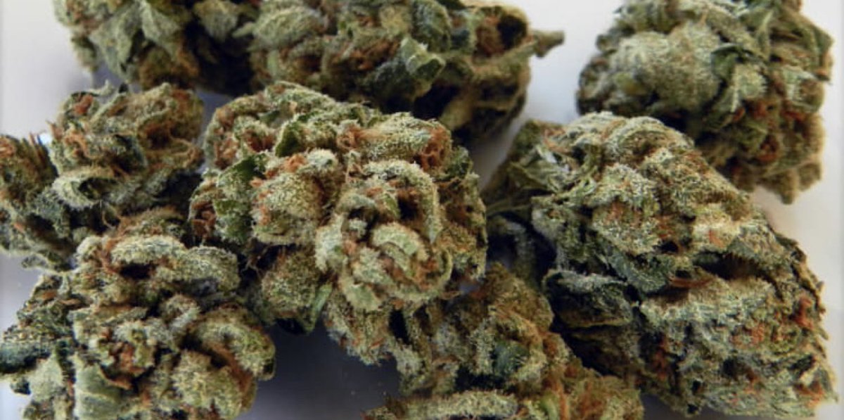 BeYouBeOriginal's tweet photo. Good morning! Master Kush anyone? #MasterKush #wakeInBake #Hightimes 🔌⛽️ https://t.co/1eAlaIzS3b