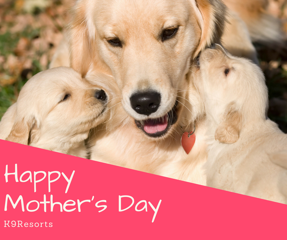 To all the canine and human #moms out there.. thank you for all you do!

#HappyMorthersDay