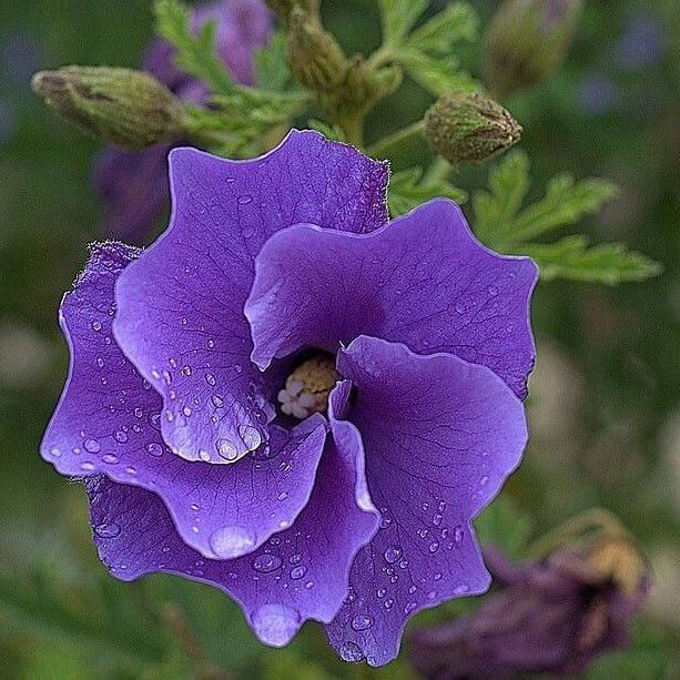 RedRose5515's tweet photo. Reposting @missayodeleyejide: - via @Crowdfire
#flower #violet #purple #flora #bellflowerfamily #plant #Yejide #violetfamily #bellflower #viola #petal #instablooms #summer #flowerstyles_gf #botanical #floweroftheday #instapic #flowerslovers #petals #spring #flowers #bloom https://t.co/ffMkcvN7Lt