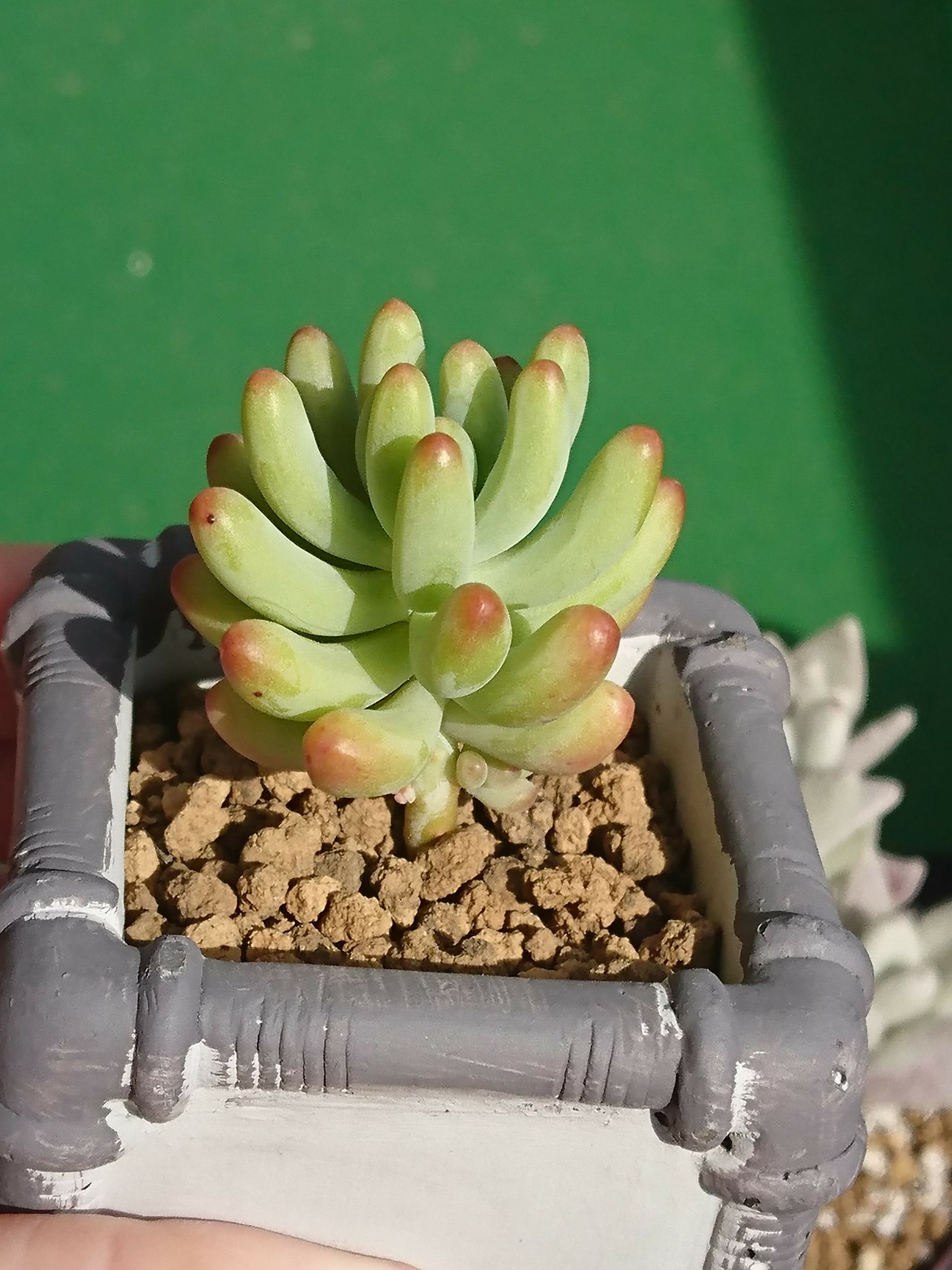 多肉植物4 Twitter