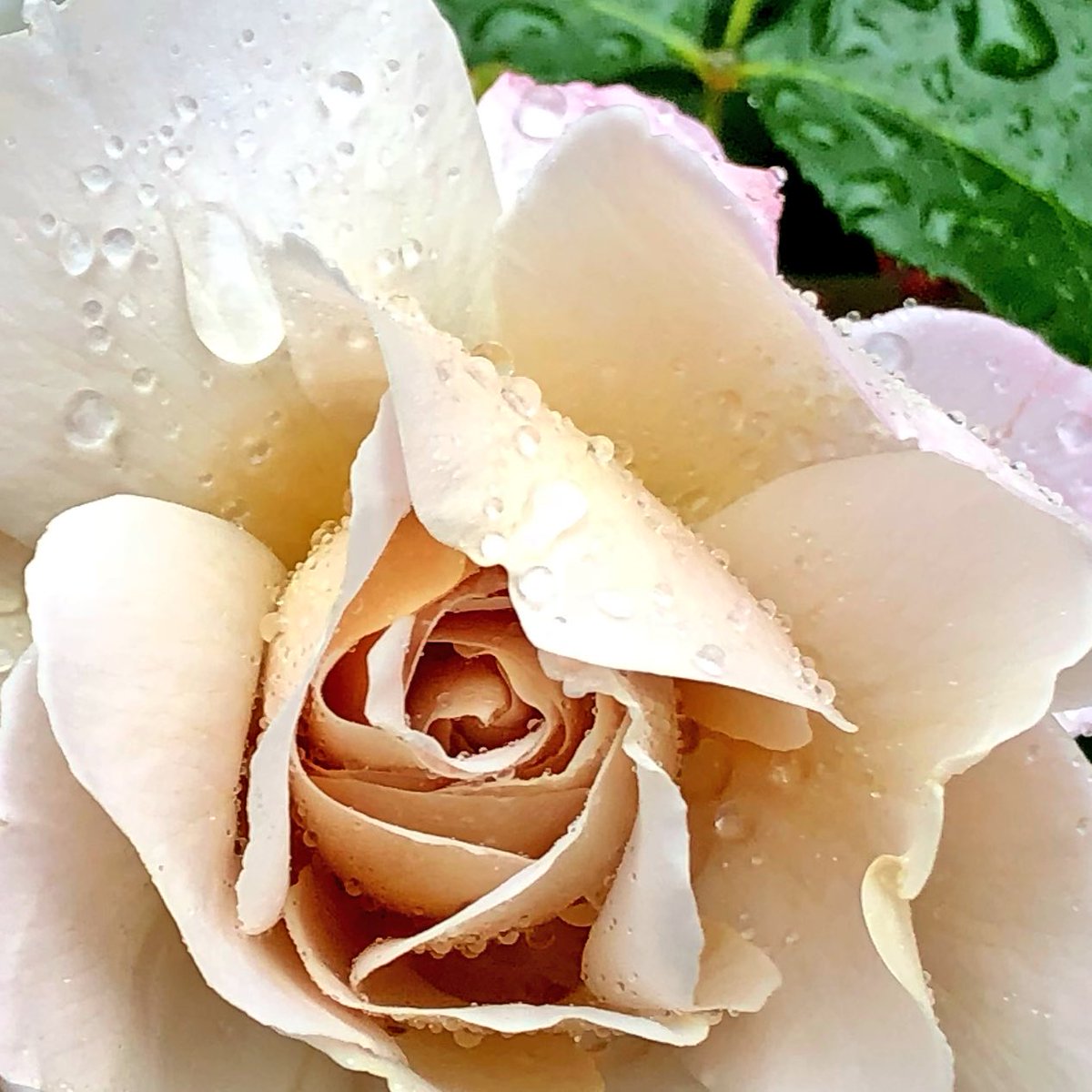 タマ子 近場まで行ったので雨ニモマケズ京成バラ園まで行ってみました 種類多