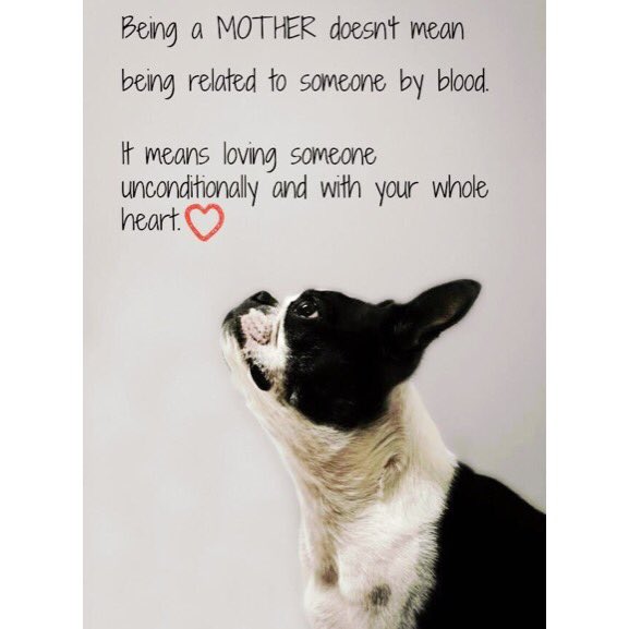 CampCookstown's tweet photo. Happy Doggy Mother’s Day To All Of Our Special Dog Momma’s! 

Love The @campcookstown Team 

#DogMothersDay
#DogLovers
#DogsLife
#DogsAreFamily https://t.co/v2IdLcFssk