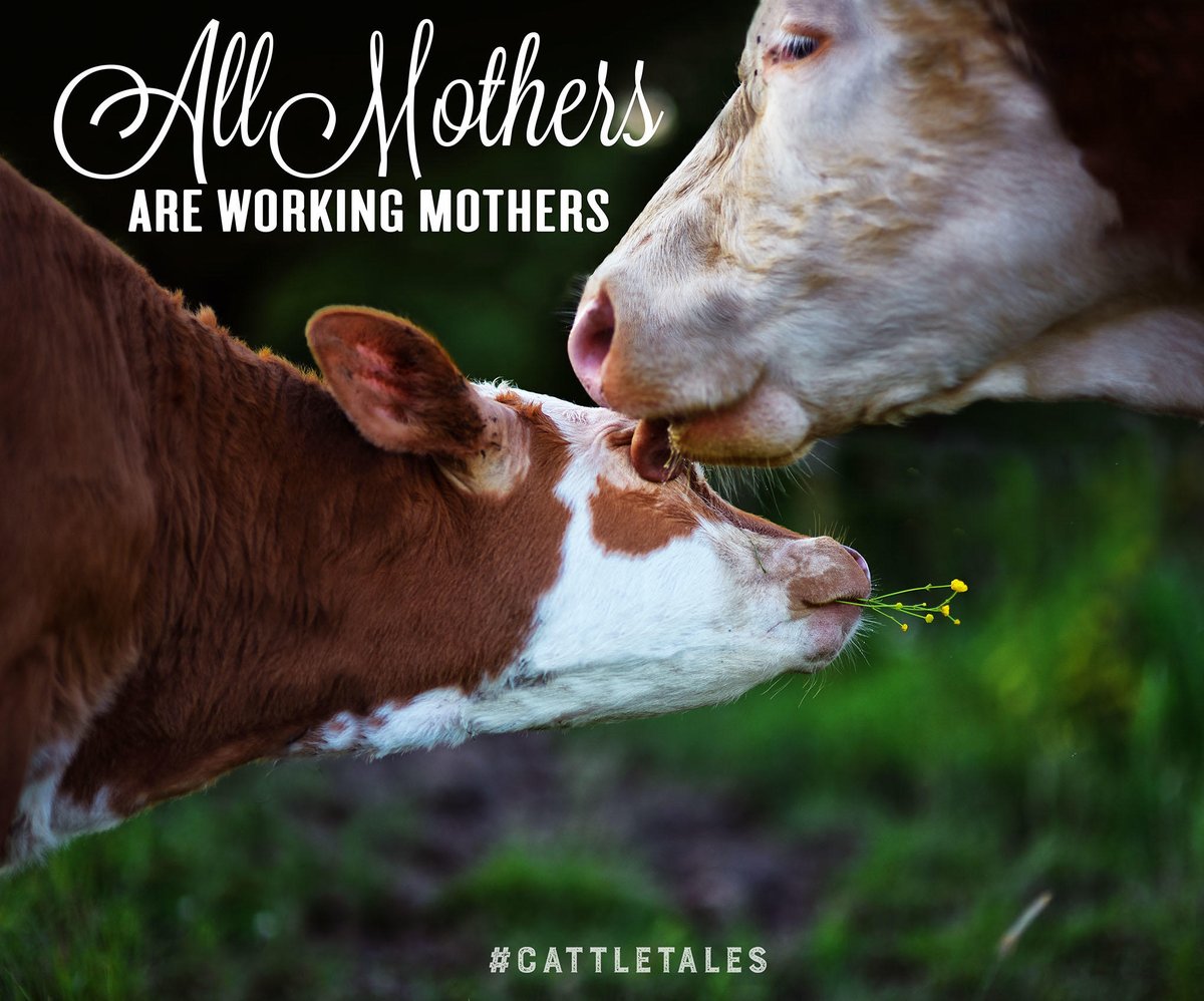 CattleTales's tweet photo. For all the hard-working mothers, none of the other titles matter near as much as "Mom". Happy Mother's Day. #CattleTales https://t.co/Ct3XzX5DIs