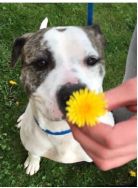 Happy Mother’s Day to Mom’s of Furry Kids Everywhere! Thank you for all that you do!! ❤️ #meetscorpio