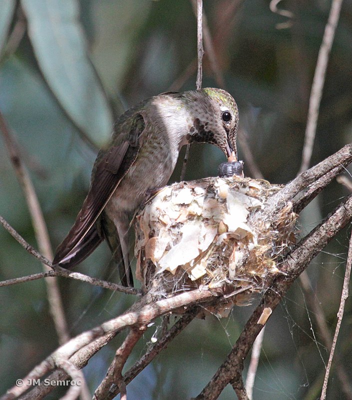 Happy #MothersDay! One thing we can learn from the Anna's #Hummingbird is that you can always count on mom for a quick meal. The Museum is open from noon through 5pm today. Photo by Judy Semroc.