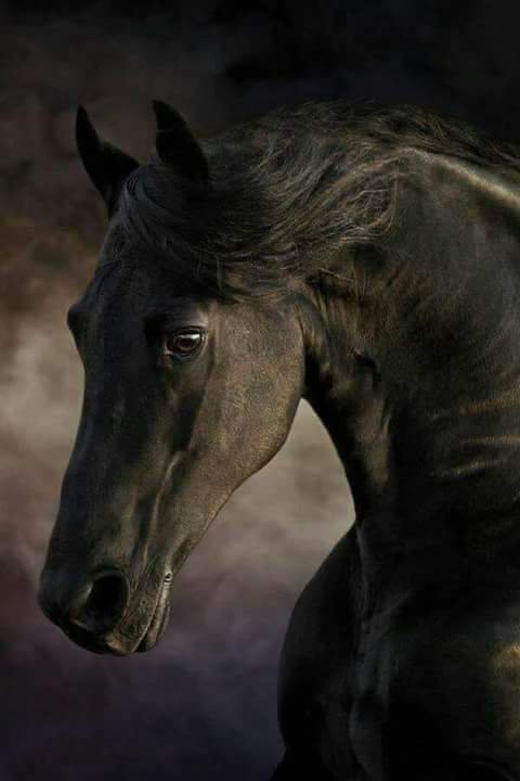 gawadaseel22's tweet photo. .

.

.

من اروع
ماقرأت

.

.

ﺟﺮﺡٌ ﻓﻲﻇﻬﺮﺍﻟﺤﺼﺎﻥ ﺗﺤﺖ ﺍﻟﺴﺮﺝ ﻣﺘّﺪﺍﺭﻱ
   ﻻ ﺍﻟﺨﻴﻞ ،، ﻳﺸﻜﻲ  ؛؛؛ ﻭﻻ ﺍﻟﺨﻴَّﺎﻝ  ،،،  ﺩﺍﺭﻱ https://t.co/mmd631tdJg