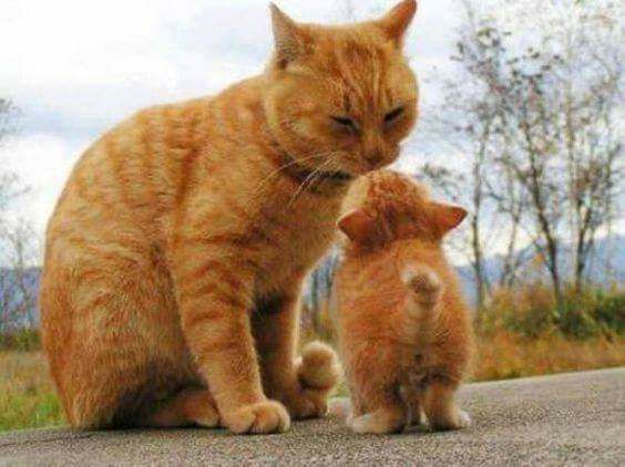 meowonb's tweet photo. https://t.co/ZUhJcaKdDA