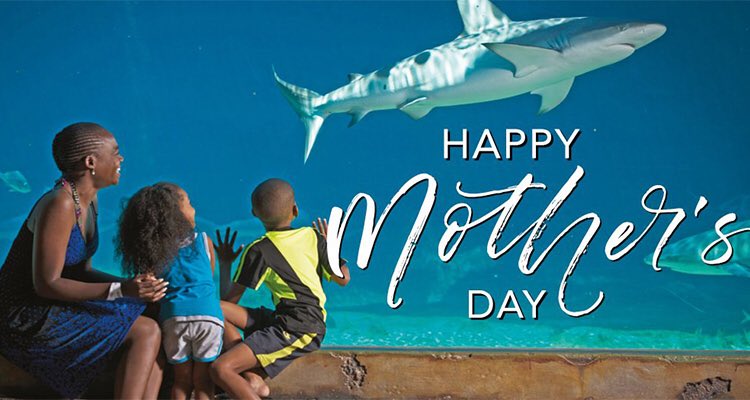 The Best Moms are Shark Moms! ❤️🦈 #HappyMothersDay #SharkMom #NSUMom #NSUsharks