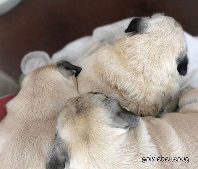 pixiebellepug's tweet photo. Thanks for all the snuggles, Mom... ๐๐๐
.
Happy Motherโs Day ๐
.
.
#pixiebellepug #pugs #pugsofinstagram #pugbasement #pugloversclub #worldofpugs #qtpugs #cutepetclub #dailyfluff #smilingpugs #worldofcutepets #thetomcoteshow #speakpug #pugdiary #daiโฆ https://t.co/ukVNeMHORI https://t.co/odP8Lyvv7z