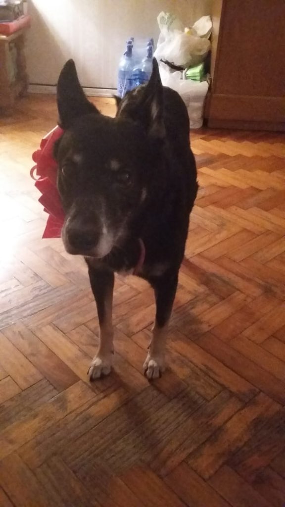 Fer Loizzo tweet media