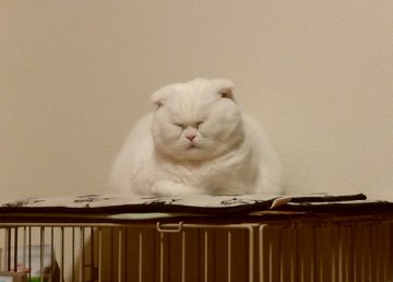 丸顔がかわいい猫の種類6選 猫の性格は顔の形で変わるって本当