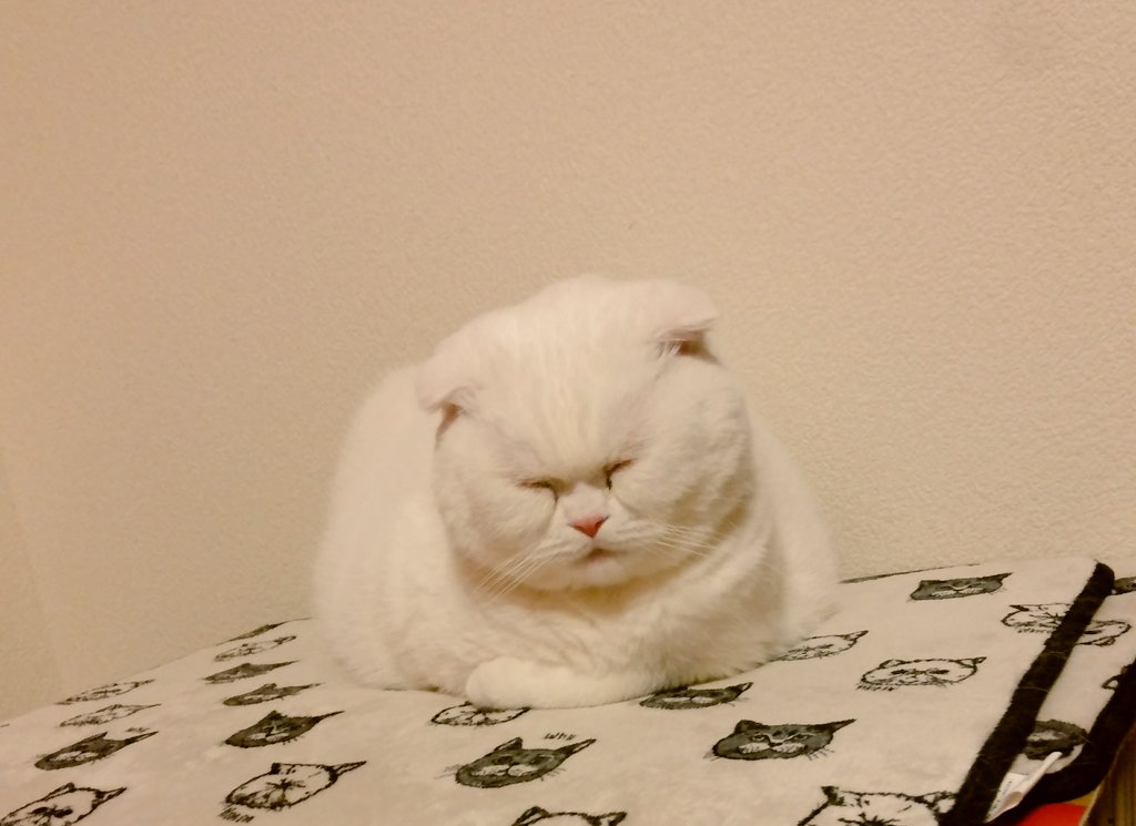 تويتر ぬーちゃん 低浮上中 返信遅れます على تويتر ただ今ふうちゃん お顔をギュッ Gt Lt としてます 笑 金曜から友達が遊びに来てたけど ふうちゃんもマロンも ちゃんと接待してくれました 友達も この丸顔に癒されたようです スコティッシュ