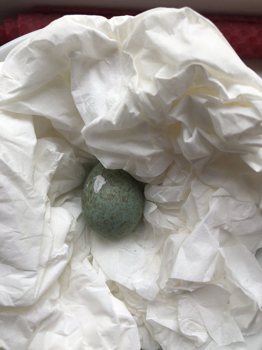 Found this under a rhododendron. Is it a blackbird? Wasn’t there this morning so hopeful it might still be viable. Ive got it under a lamp. What do it if it hatches?!!
