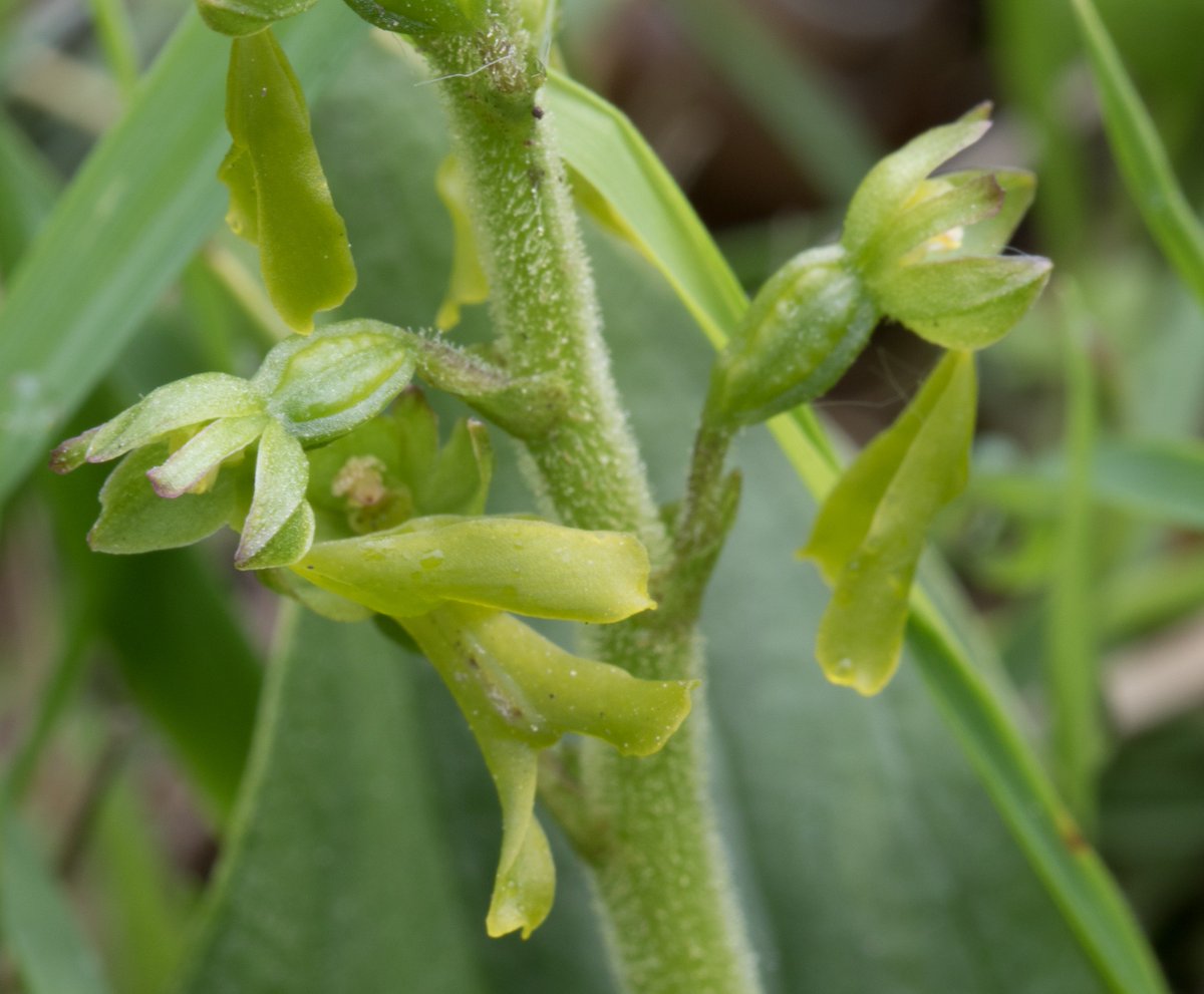 We spent over an hour on Box Hill and only found two Common Twayblade, perhaps we haven't got our eye in yet! <a href="/ukorchids/">Wild Orchids UK & Ireland</a>