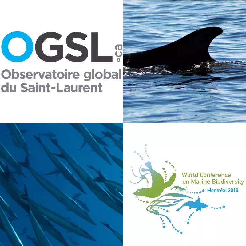 Observatoire global du Saint-Laurent tweet media