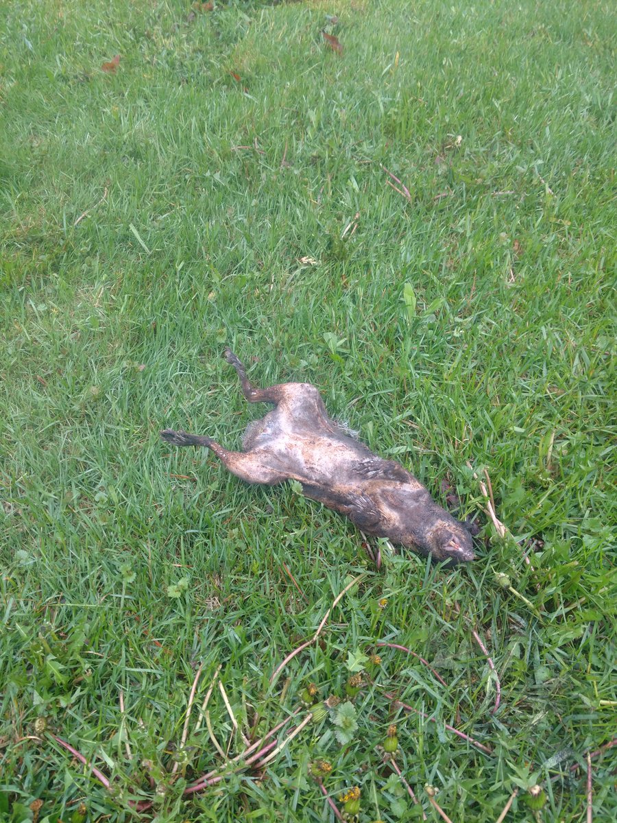 mattrockwell's tweet photo. Just got power back after a 2 hour blackout. Fuse on my pole blew this morning because of this poor little fella. https://t.co/jGqBPhGAo1
