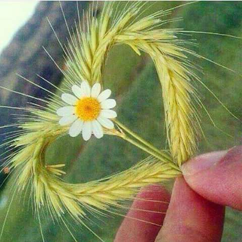 45Maiza's tweet photo. Mãe uma palavra pequena, mas de uma grandiosidade s fim. Mesmo tendo se tornado estrelas🌟no céu, ou presente em nossa vida, todos os dias, elas são , o que há de melhor no 🌍.Pq a vida! não vem com instruções, e sim. c uma Mãe. Que o dom do ❤️s permaneça, em nós. Feliz dia!😘 https://t.co/KYOGqDQDJG