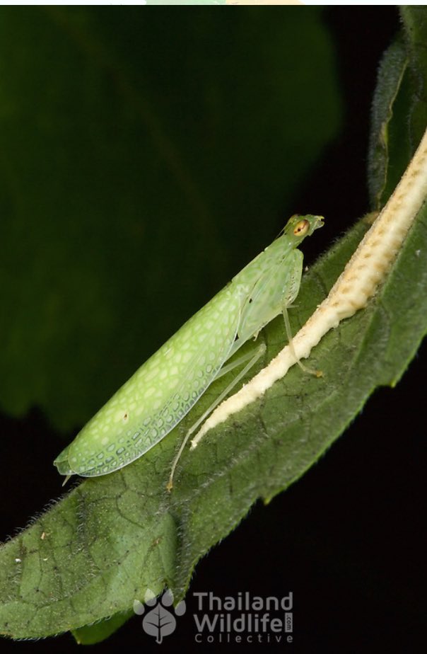 Did you know that some species of praying mantis exhibit maternal care? After laying an egg case, females will sit over the case, presumably protecting it from parasitoids and other predators. #mothersday2018 #HappyMothersDay 

Image from: goo.gl/images/ARqH62