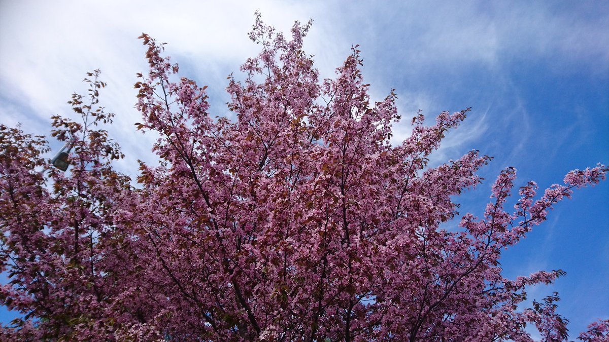 Not as impressive as in Japan, but...when will senpai notice me??? 🌸