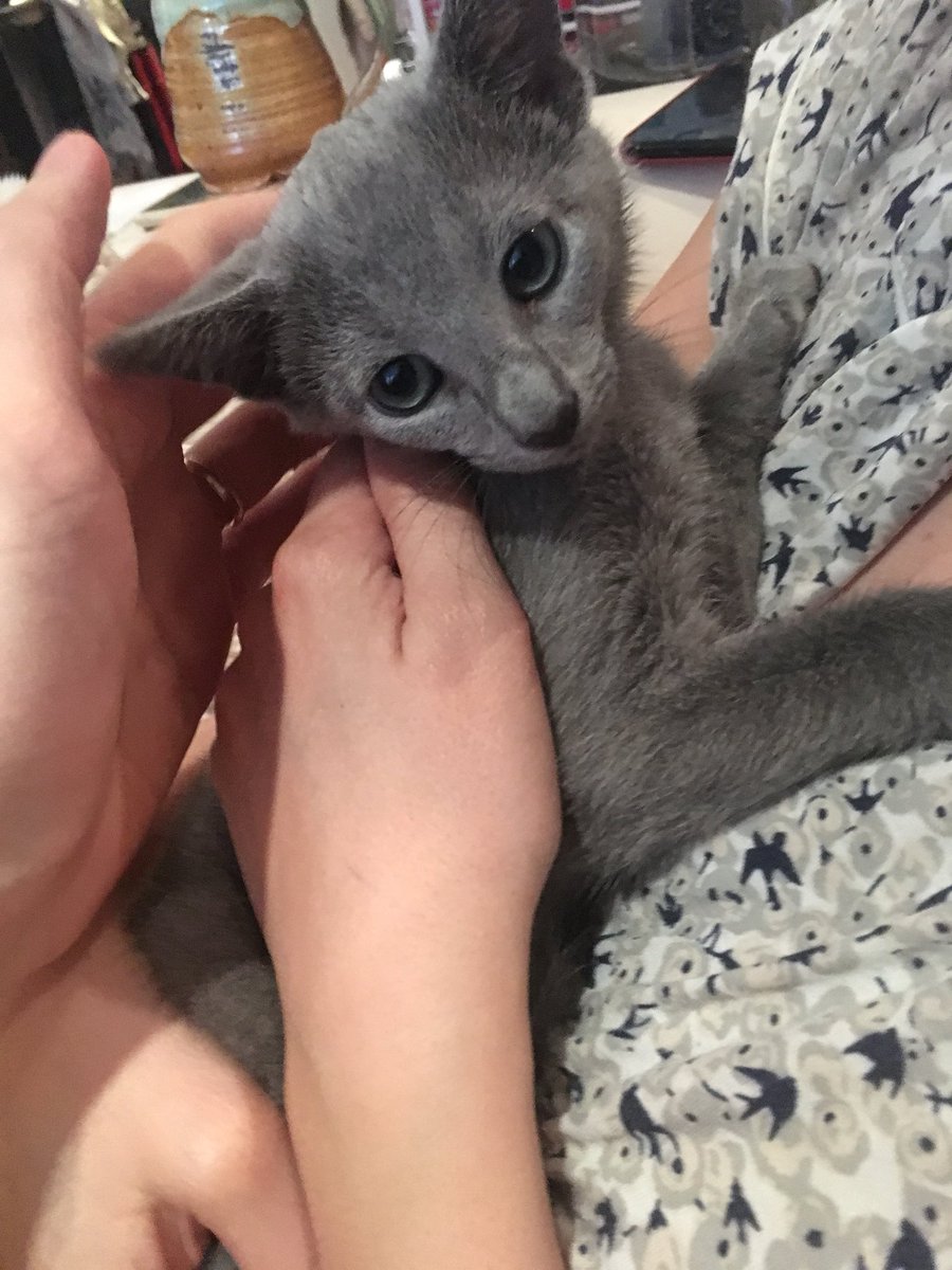 Lenyn al Gaib tweet media