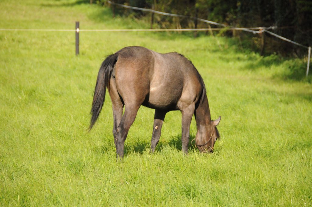vikki_hancock's tweet photo. Delighted that @YeomanstownStud Camacho has had his first Classic winner today at Longchamp #Teppal. Here is the second filly that I bought by the sire (ex Stone Roses) enjoying the sun at Clonmult Farm - she goes to the sales later this year - let's hope she is half as good! https://t.co/GDRsvQSoOF