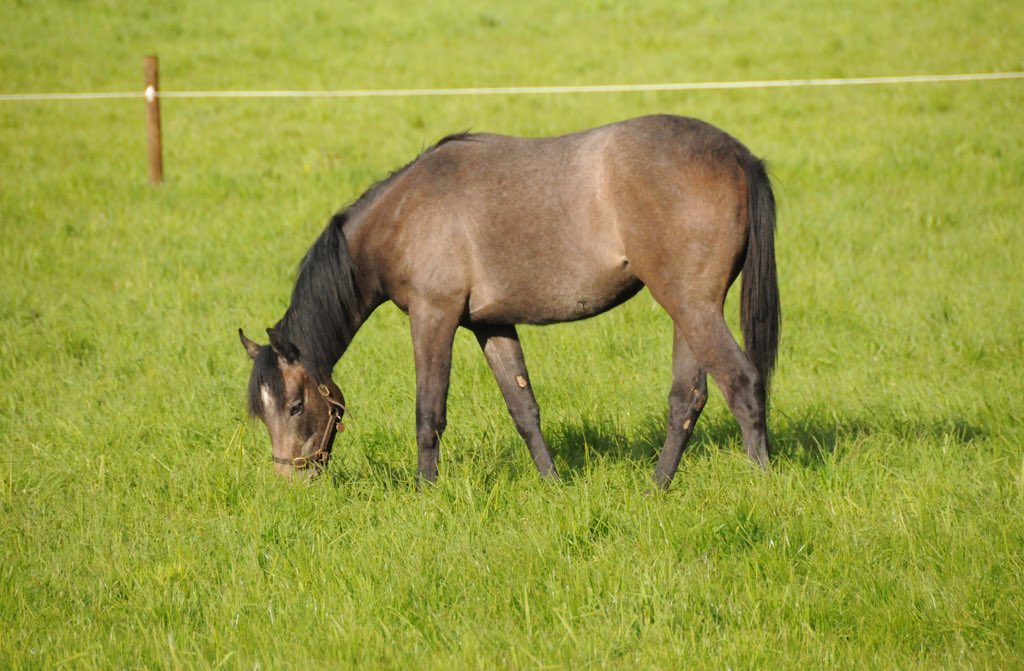 vikki_hancock's tweet photo. Delighted that @YeomanstownStud Camacho has had his first Classic winner today at Longchamp #Teppal. Here is the second filly that I bought by the sire (ex Stone Roses) enjoying the sun at Clonmult Farm - she goes to the sales later this year - let's hope she is half as good! https://t.co/GDRsvQSoOF