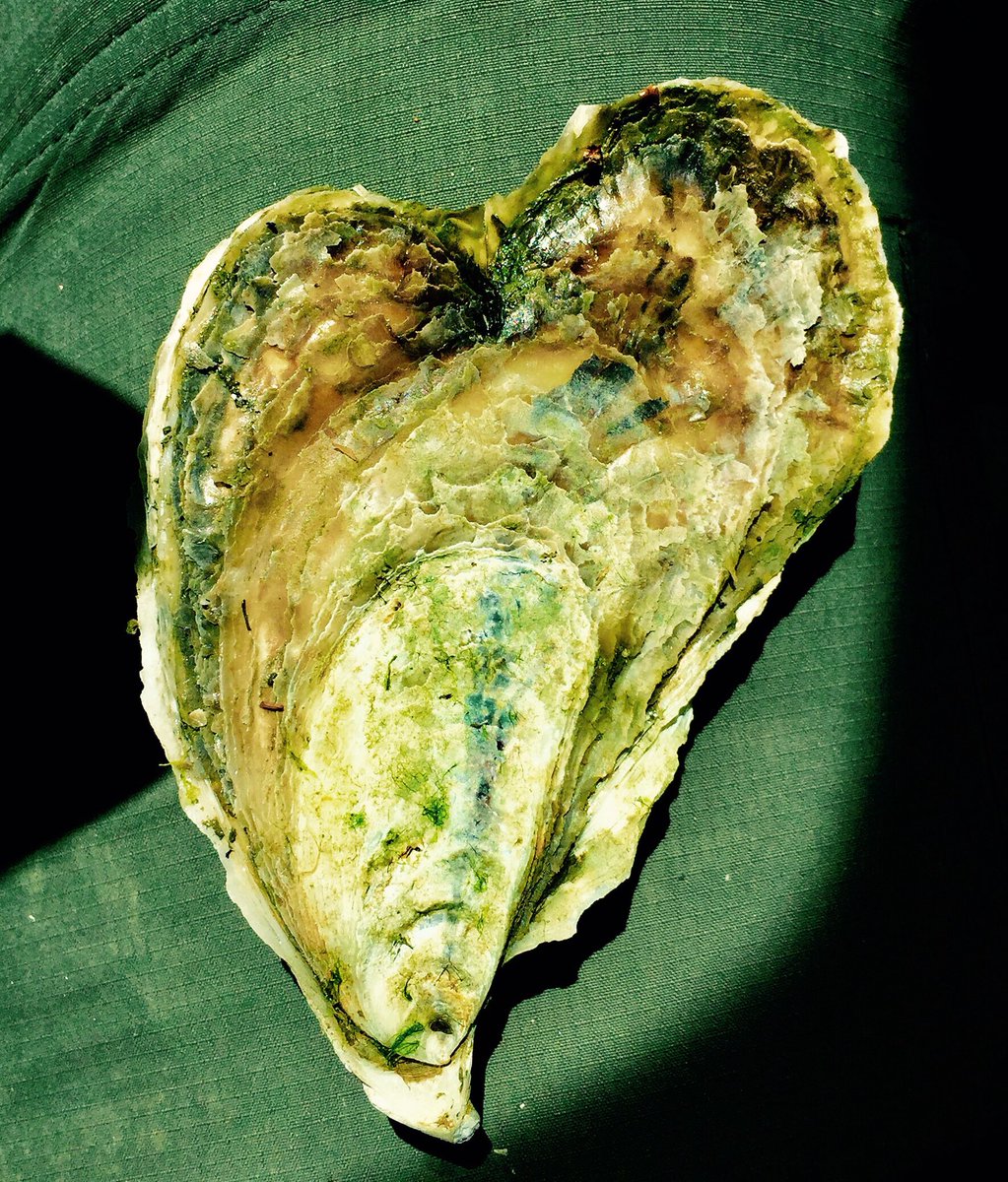 MerePointOyster's tweet photo. A special day for our MaMa’s, call for a specially designed oyster just for moms on Mother’s Day. #oysterlove #mothersday2018 #merepoint https://t.co/qqS3D6Ev78