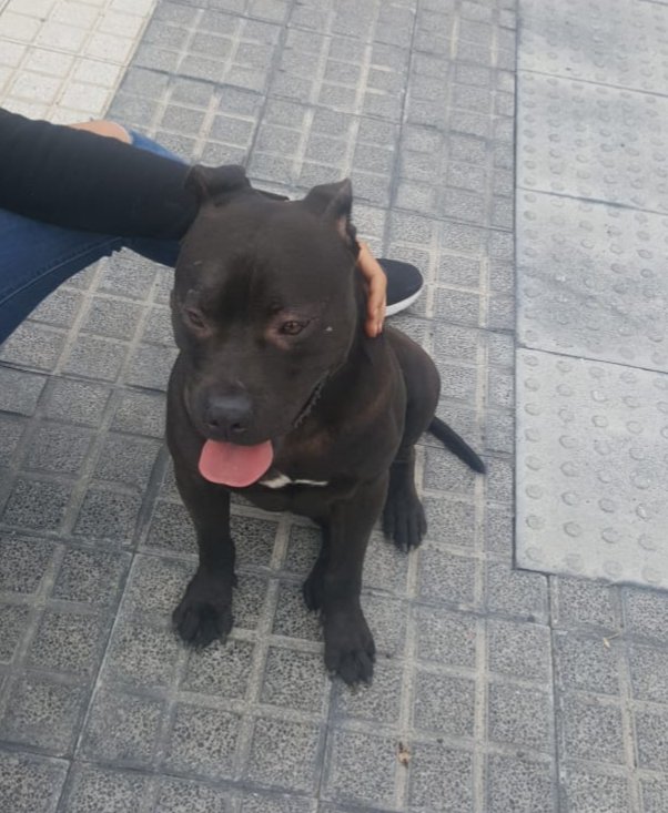 Policía Local LPA tweet media